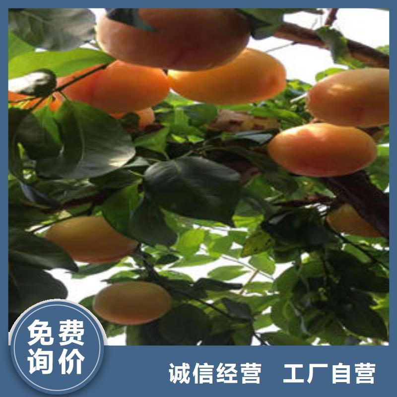 【李子苗板栗苗层层质检】