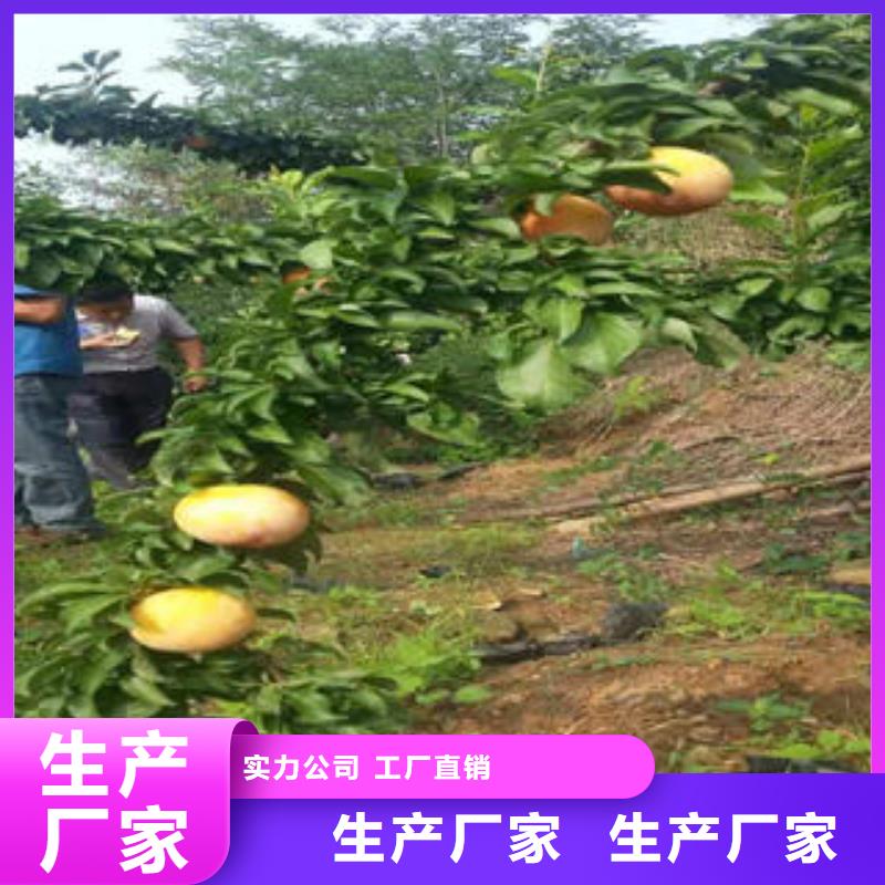 李子苗苹果苗精致工艺