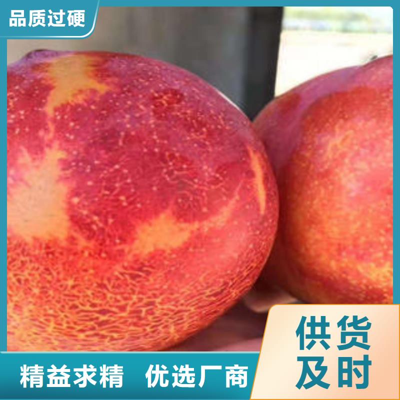 李子苗-蓝莓苗厂家