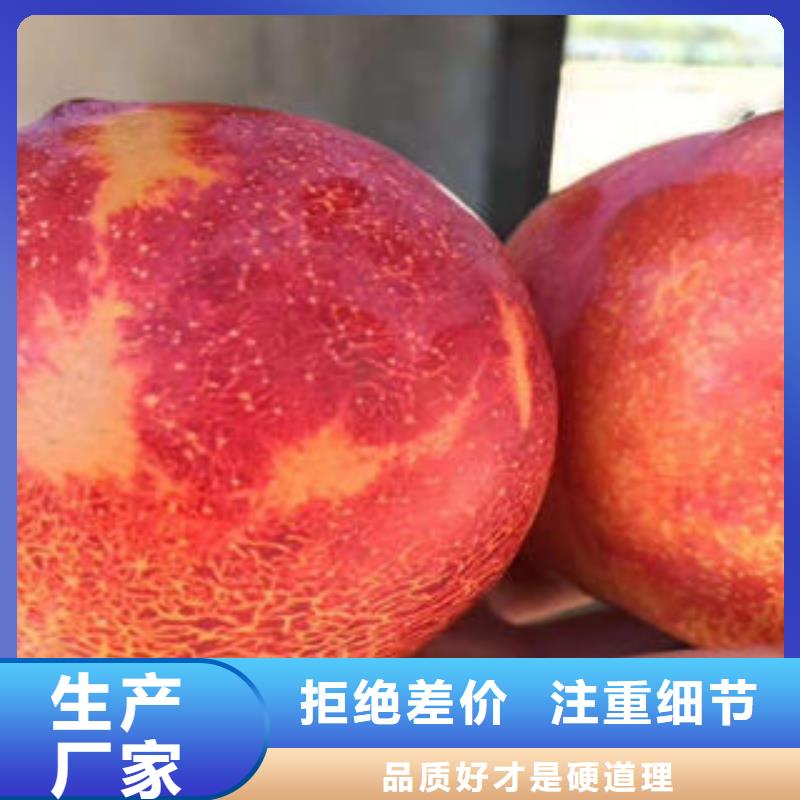 李子苗-梨树苗放心购