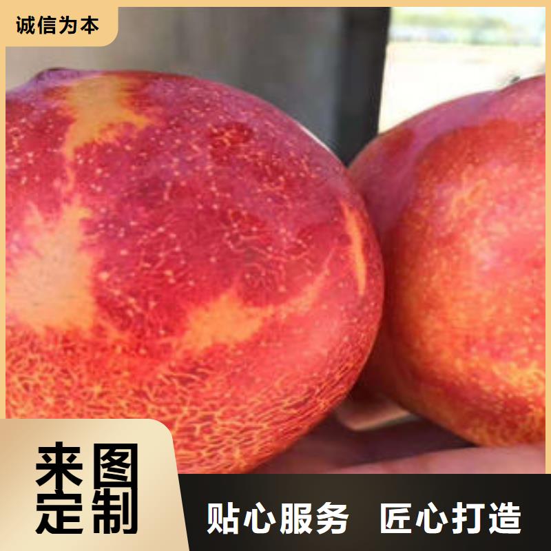 【李子苗板栗苗层层质检】
