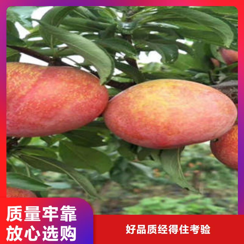【李子苗板栗苗层层质检】
