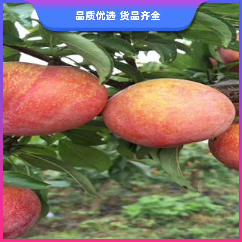 李子苗-花椒苗海量货源