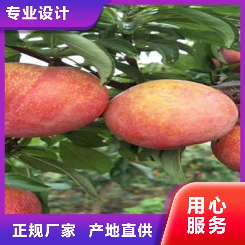 李子苗不断创新