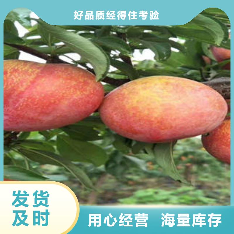 李子苗梨树苗支持货到付清