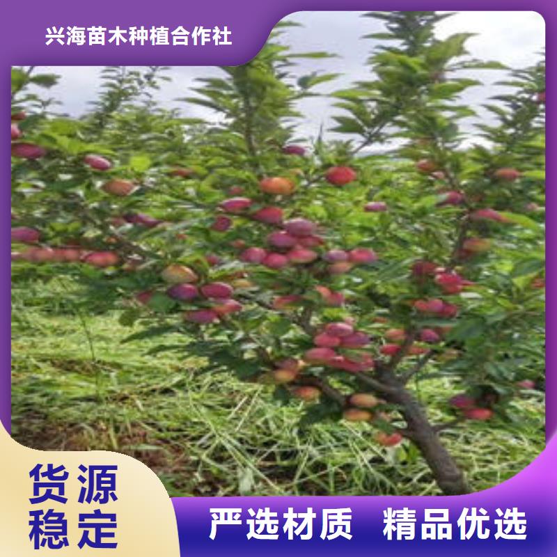 李子苗桃树苗制造生产销售