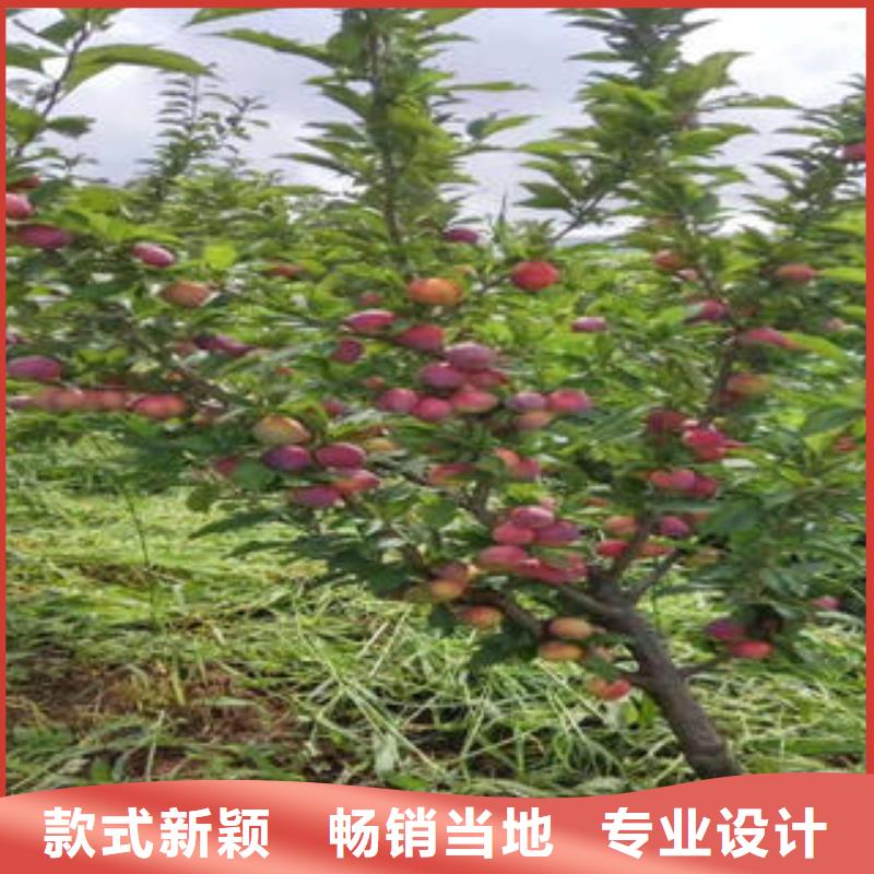 李子苗-蓝莓苗厂家