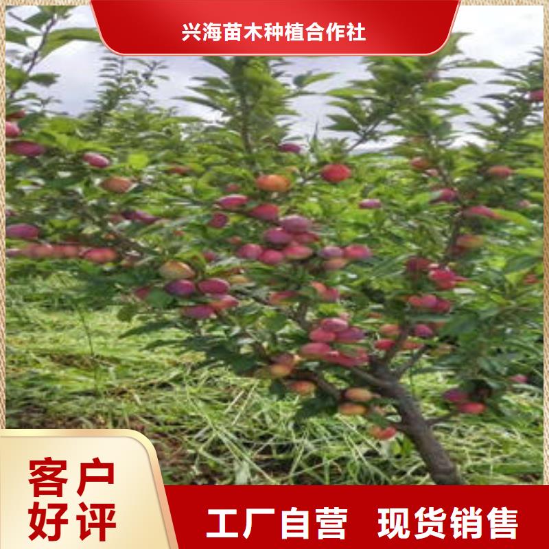 李子苗苹果苗现货采购