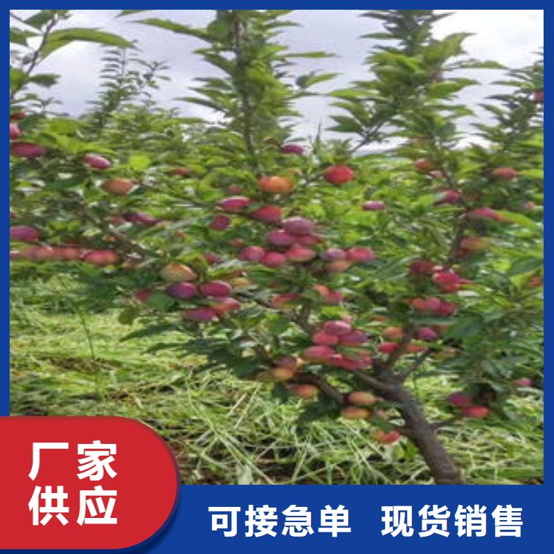 李子苗_梨树苗研发生产销售