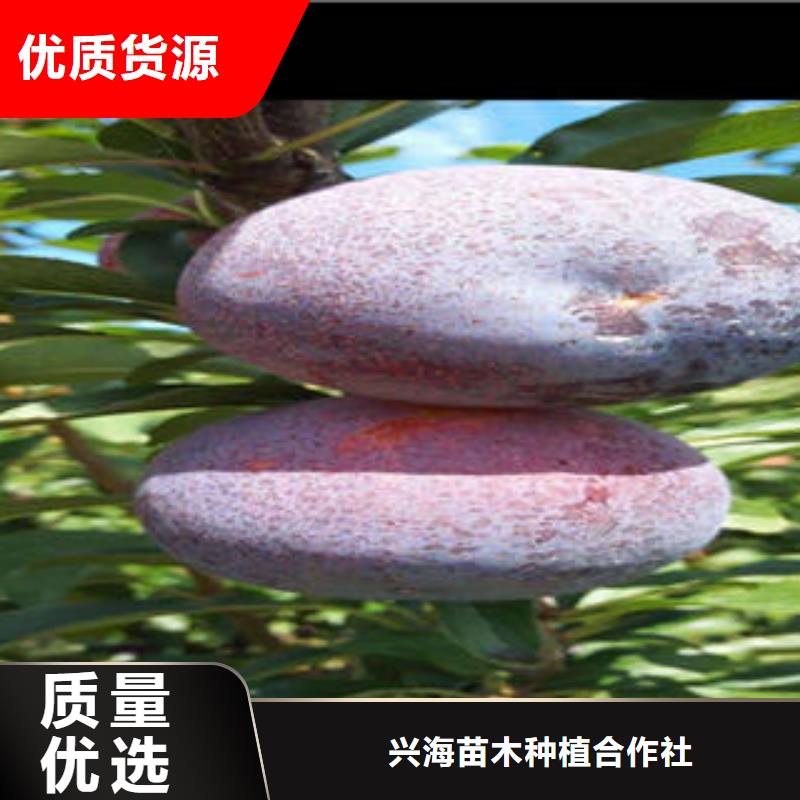 李子苗-梨树苗放心购