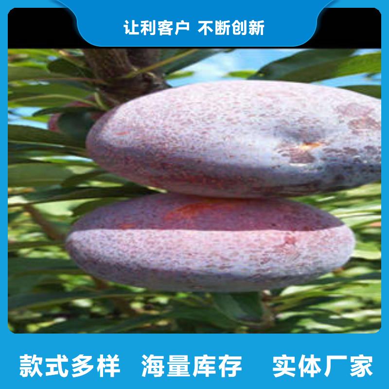 李子苗板栗苗定制定做