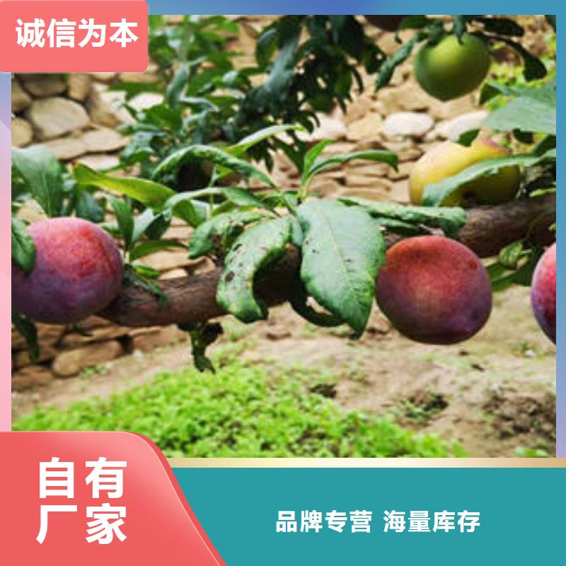 李子苗,板栗苗客户好评