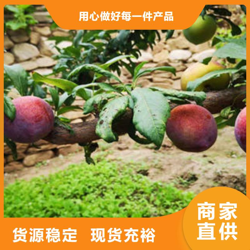李子苗板栗苗专业生产品质保证