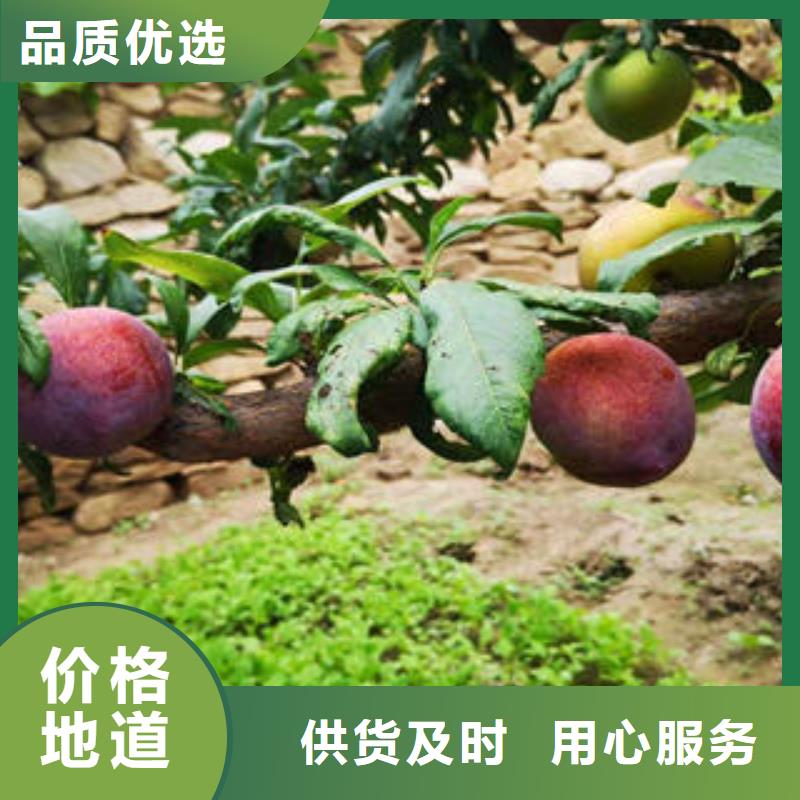 李子苗苹果苗精致工艺