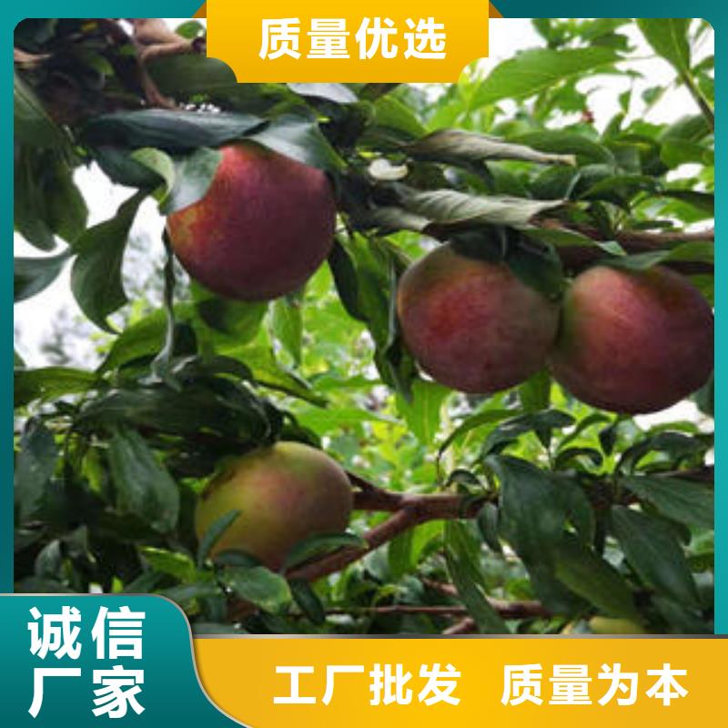 李子苗板栗苗实力雄厚品质保障