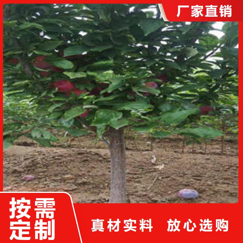 李子苗,山楂苗合作共赢