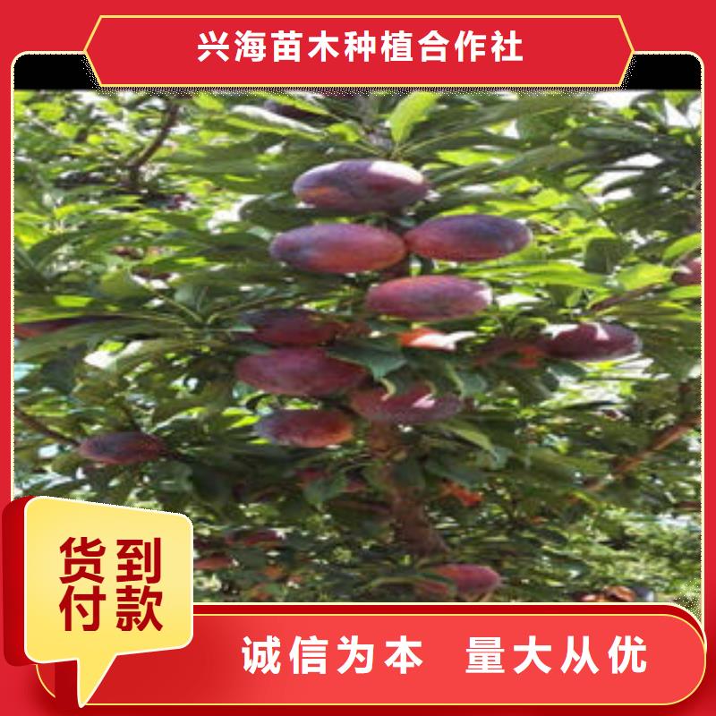 李子苗板栗苗实力雄厚品质保障
