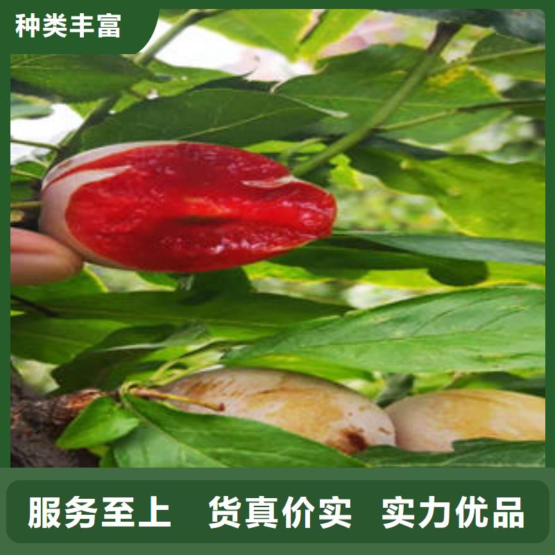 【李子苗板栗苗层层质检】