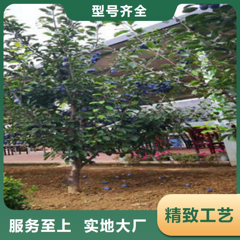 李子苗板栗苗现货