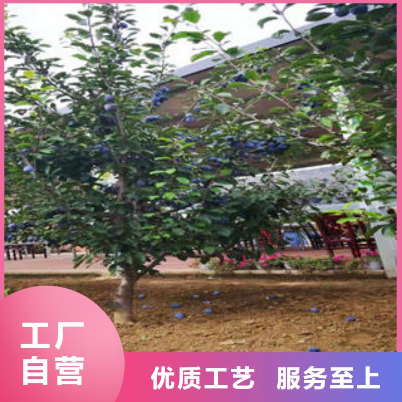 李子苗花椒苗追求细节品质