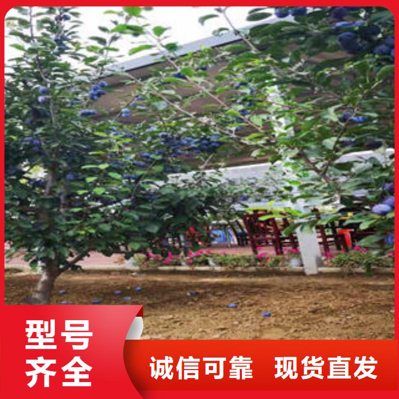 【李子苗】蓝莓苗极速发货
