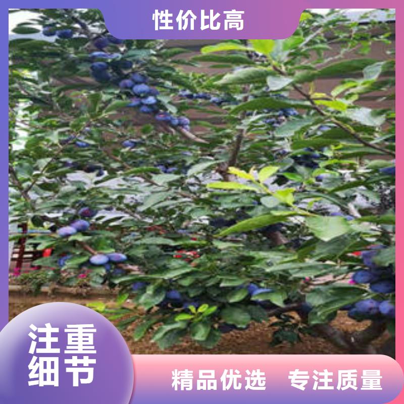 【李子苗】葡萄苗经久耐用