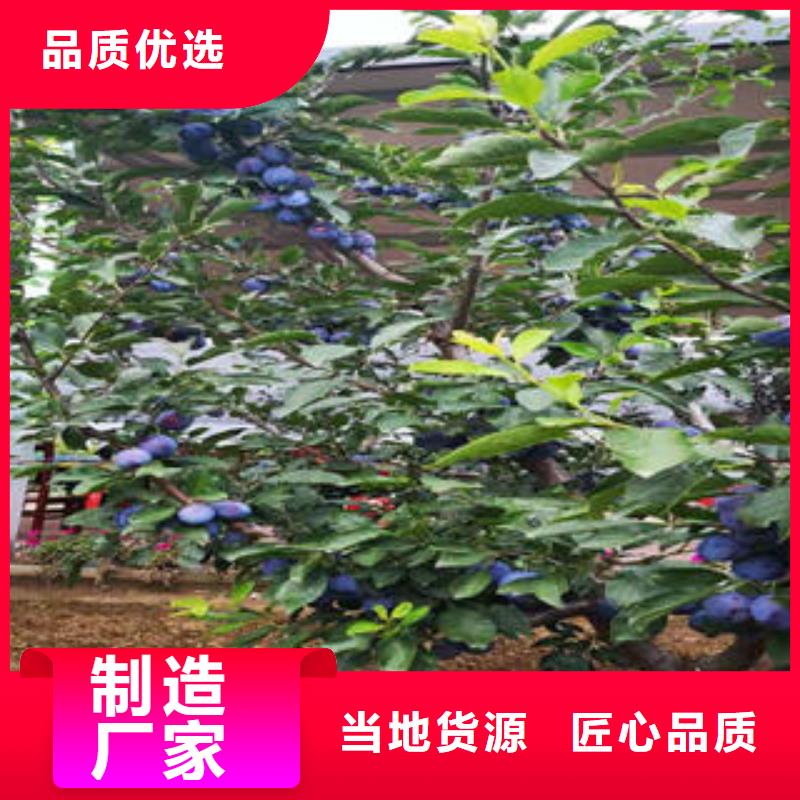 李子苗_梨树苗研发生产销售