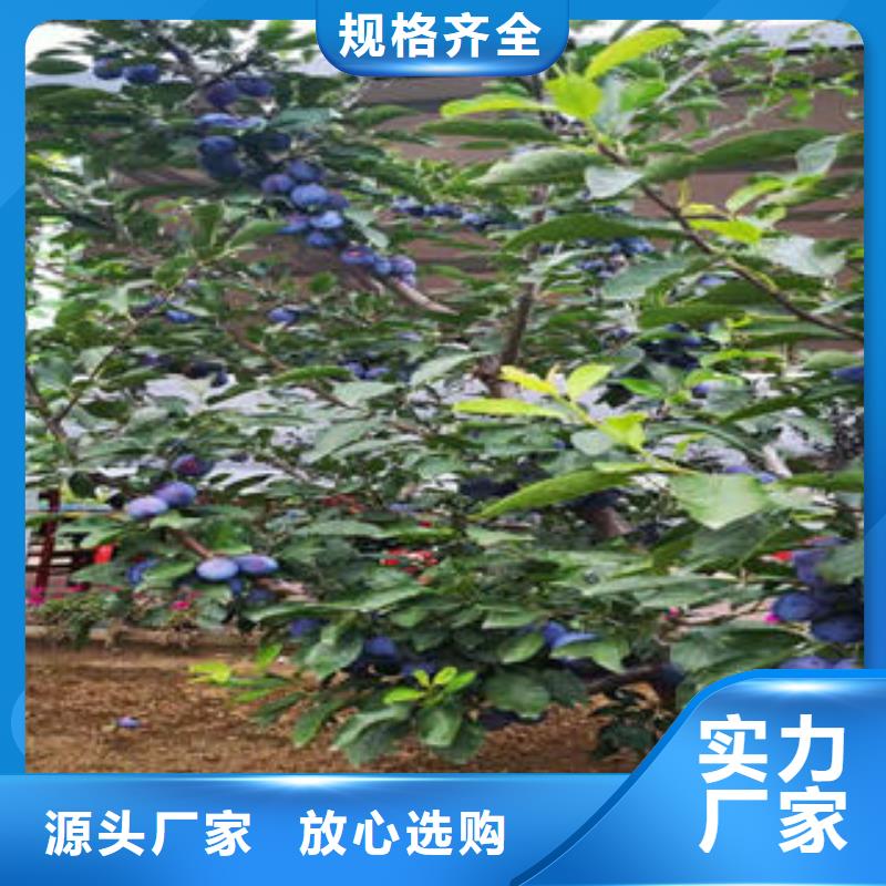 李子苗山楂苗放心购