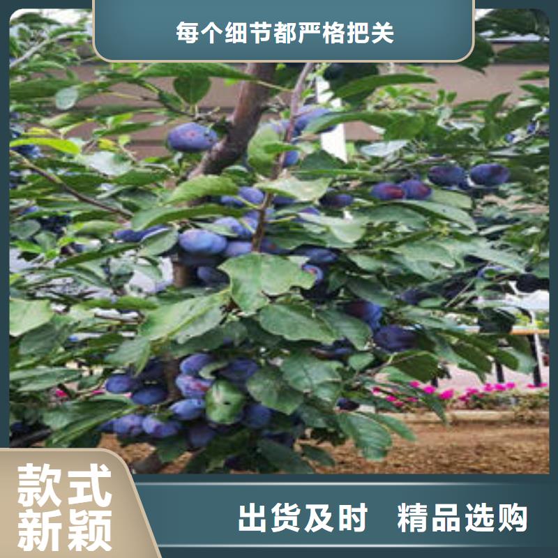 【李子苗板栗苗层层质检】