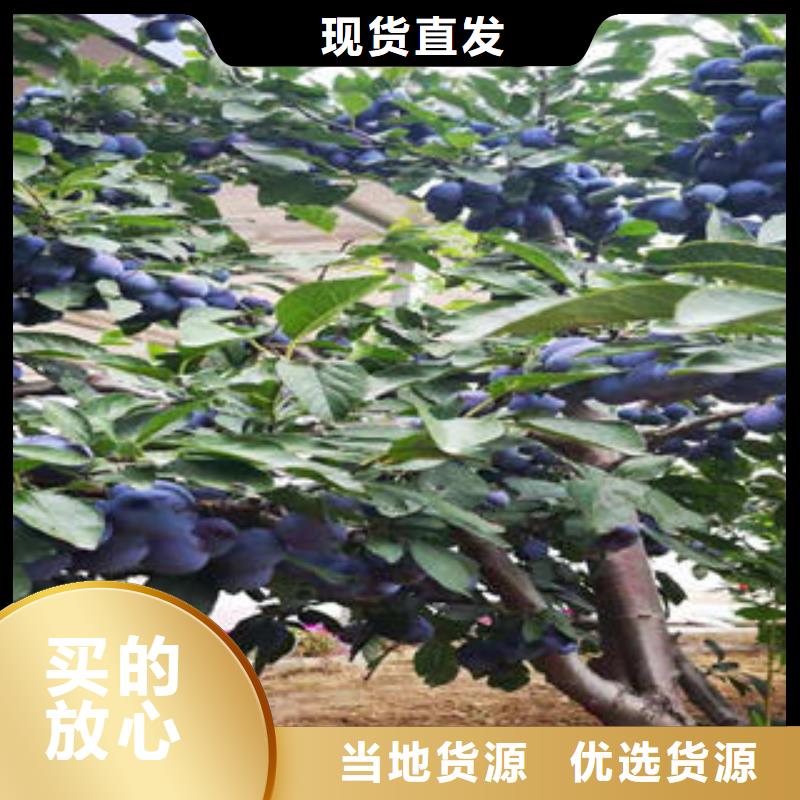 李子苗核桃苗厂家直接面向客户