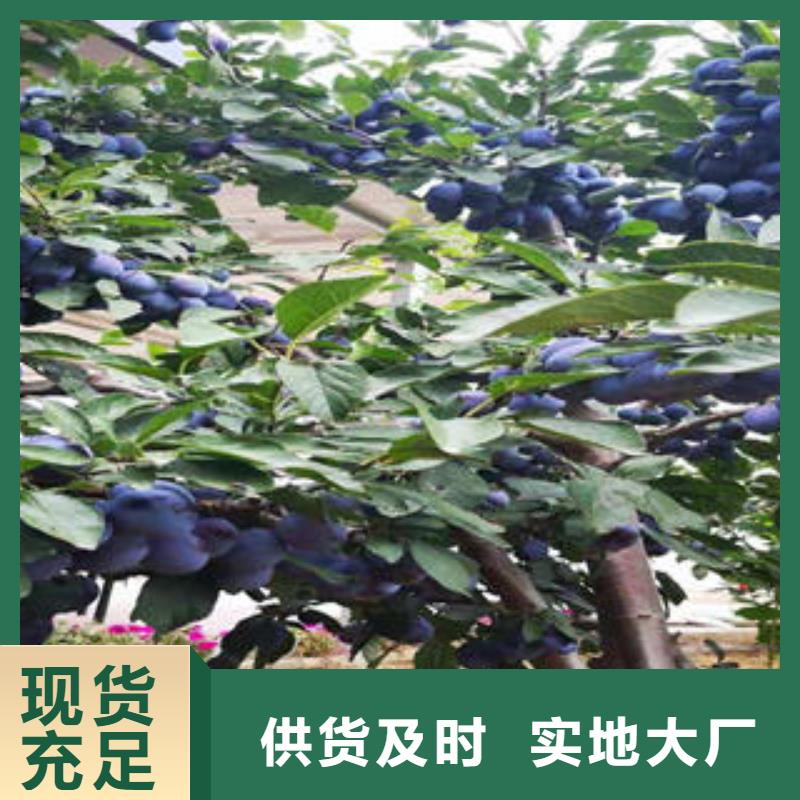 【李子苗桃树苗检验发货】