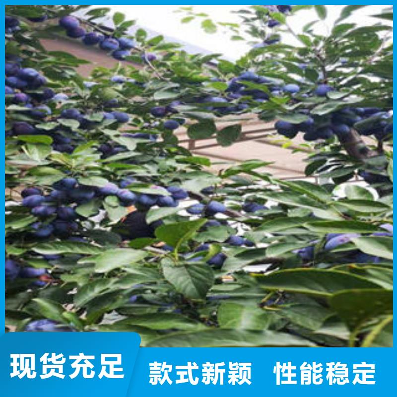 李子苗板栗苗现货