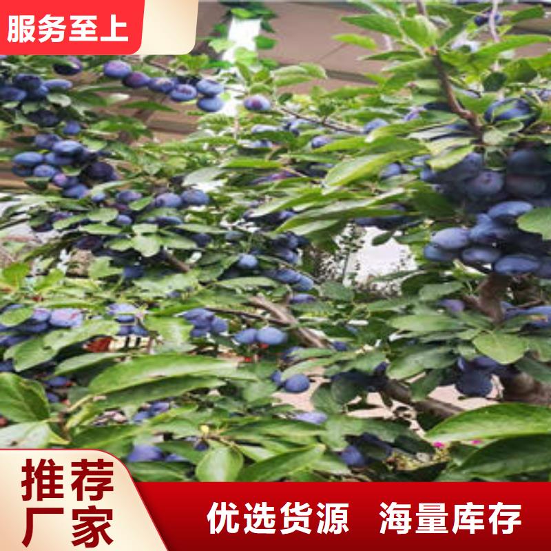 李子苗-花椒苗价格实在