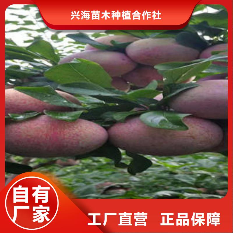 【李子苗】葡萄苗经久耐用