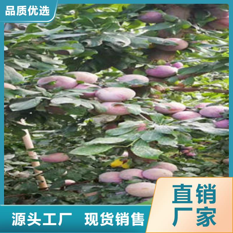 李子苗板栗苗定制定做