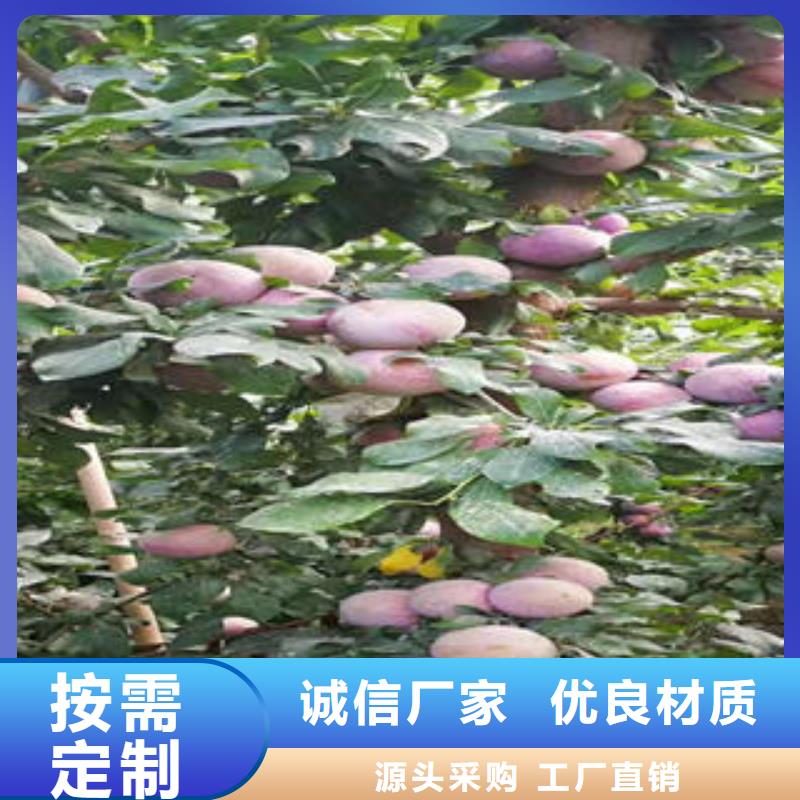 李子苗,核桃苗多种款式可随心选择