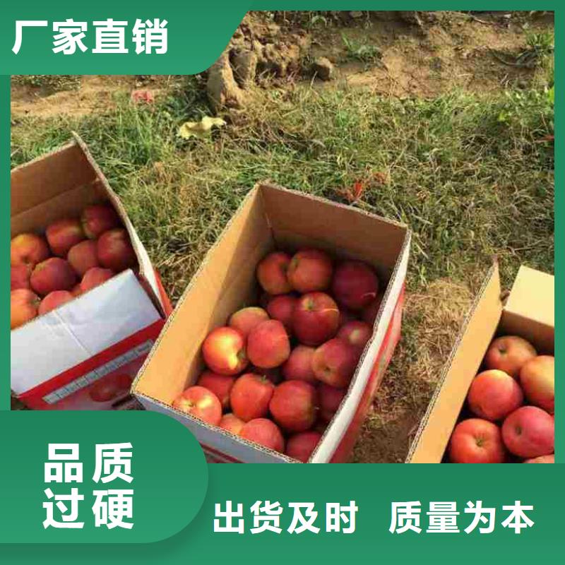 苹果苗_【蓝莓苗】多年实力厂家