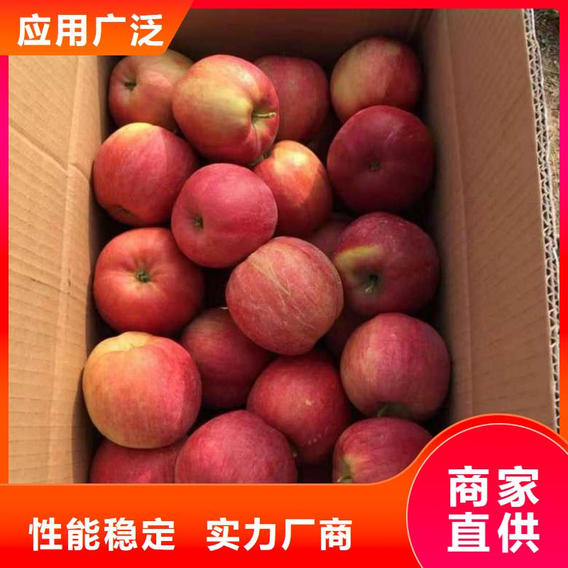 苹果苗板栗苗匠心制造