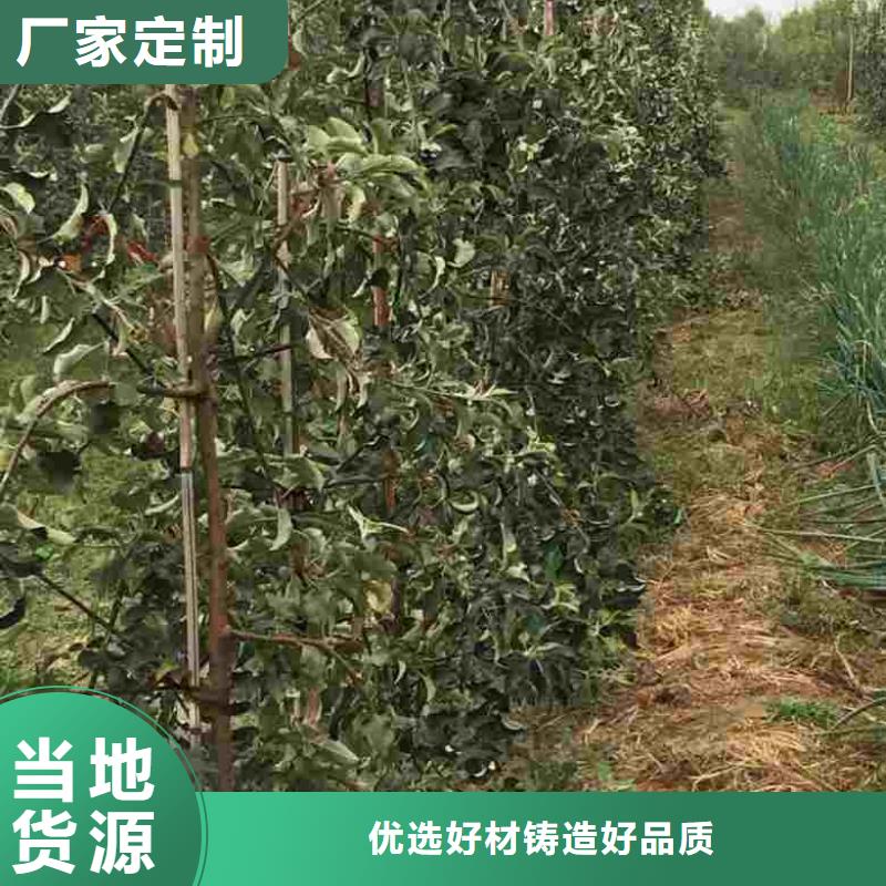 苹果苗_核桃苗支持大小批量采购