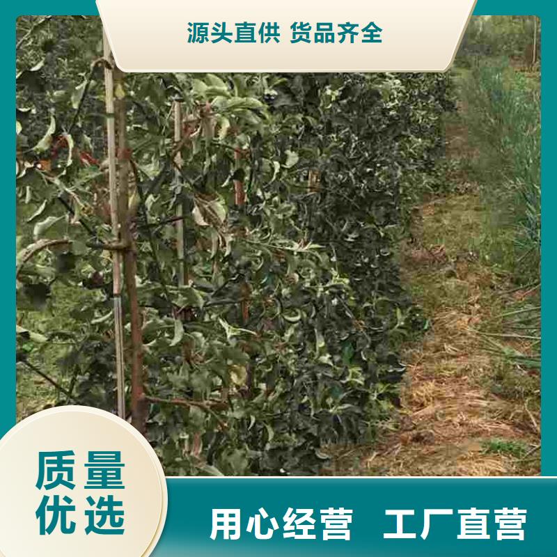 【苹果苗】-桃树苗价格实惠