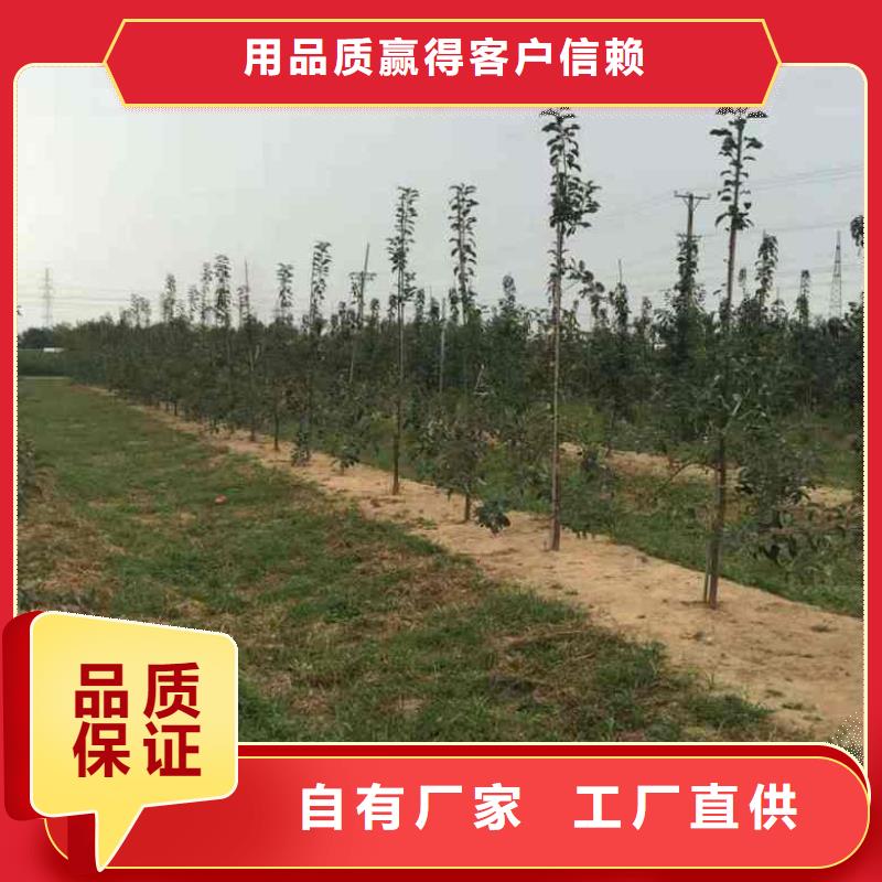 苹果苗梨树苗生产厂家