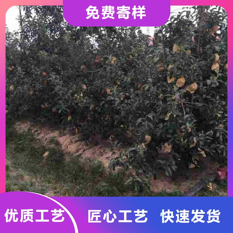 苹果苗核桃苗随到随提