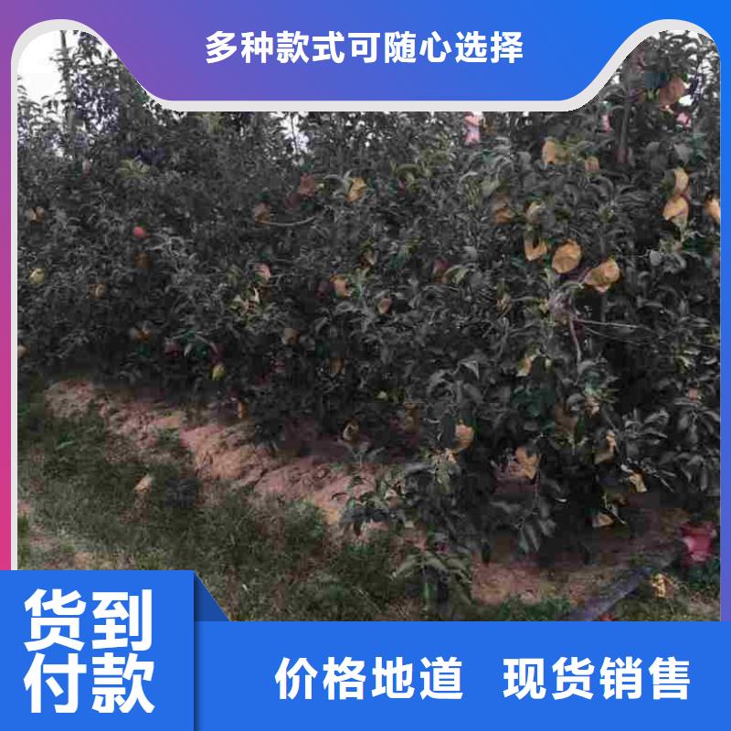 苹果苗蓝莓苗高品质现货销售