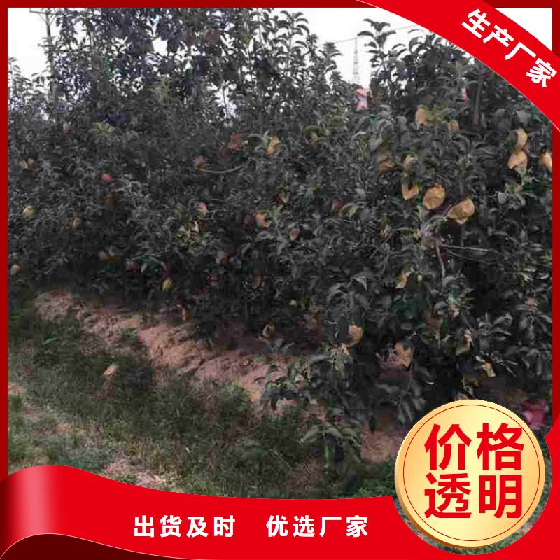 【苹果苗山楂苗工厂批发】