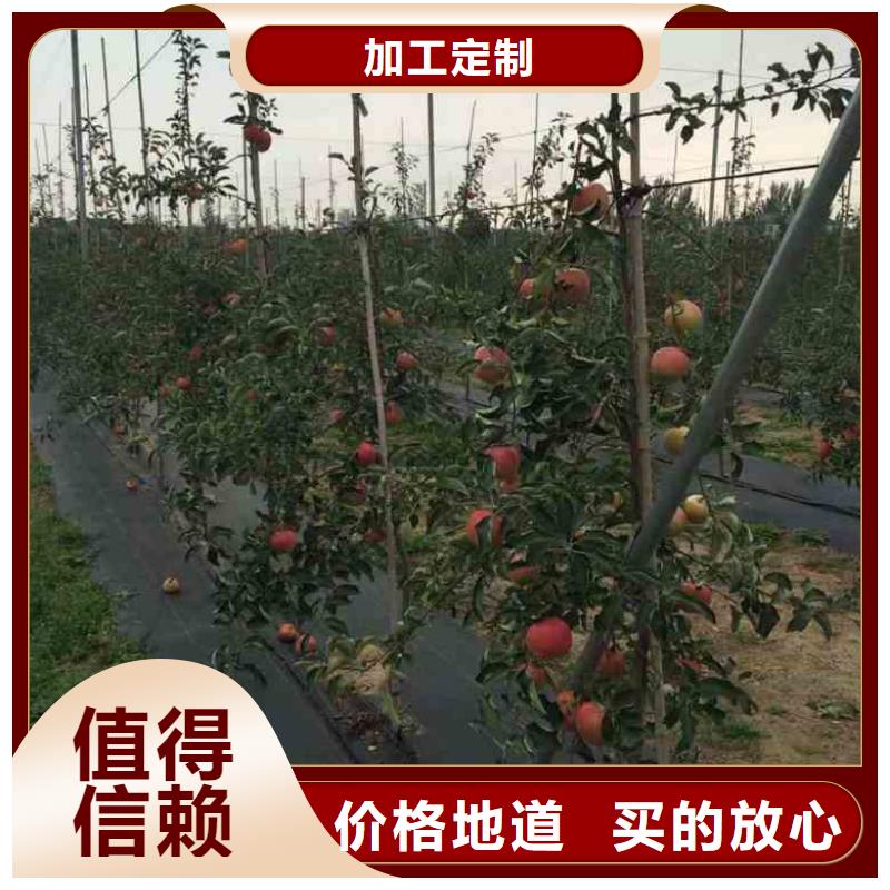 苹果苗核桃苗专注生产制造多年