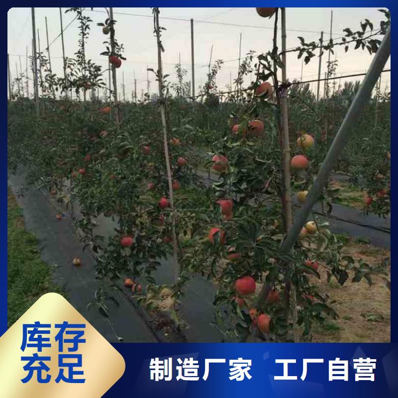 苹果苗李子苗主推产品