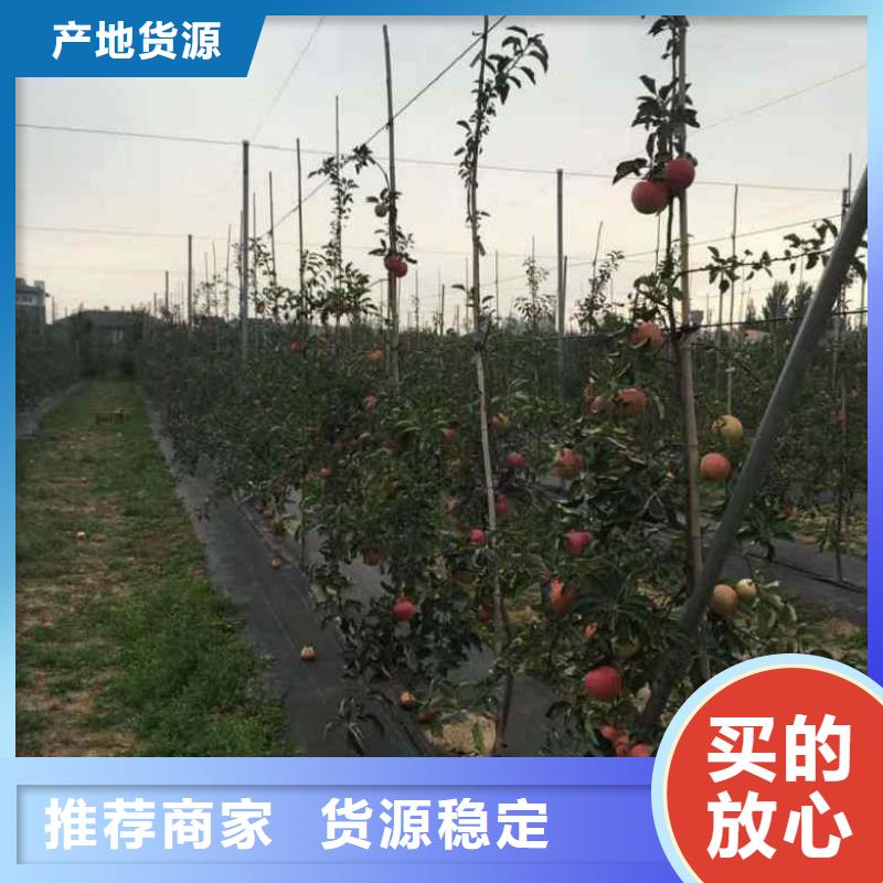 苹果苗葡萄苗产地直销