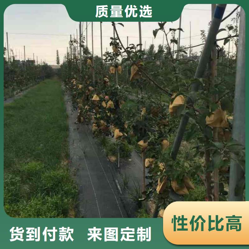 苹果苗李子苗货源足质量好