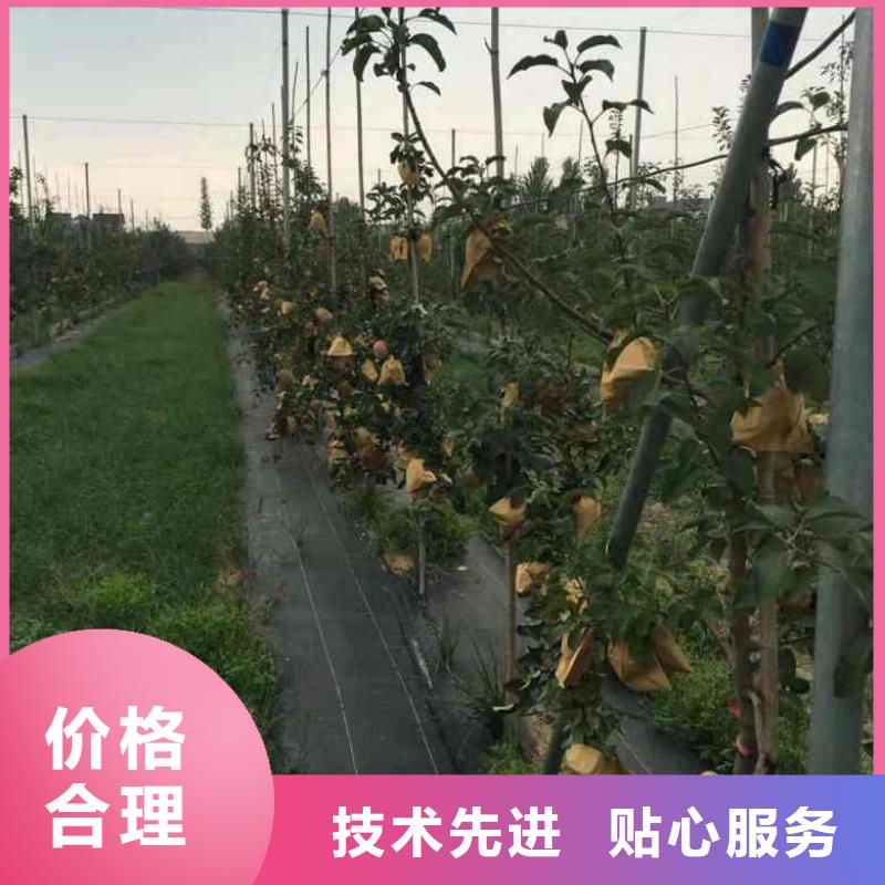 苹果苗板栗苗匠心制造