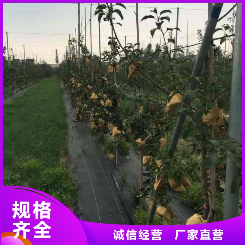 苹果苗_【蓝莓苗】多年实力厂家